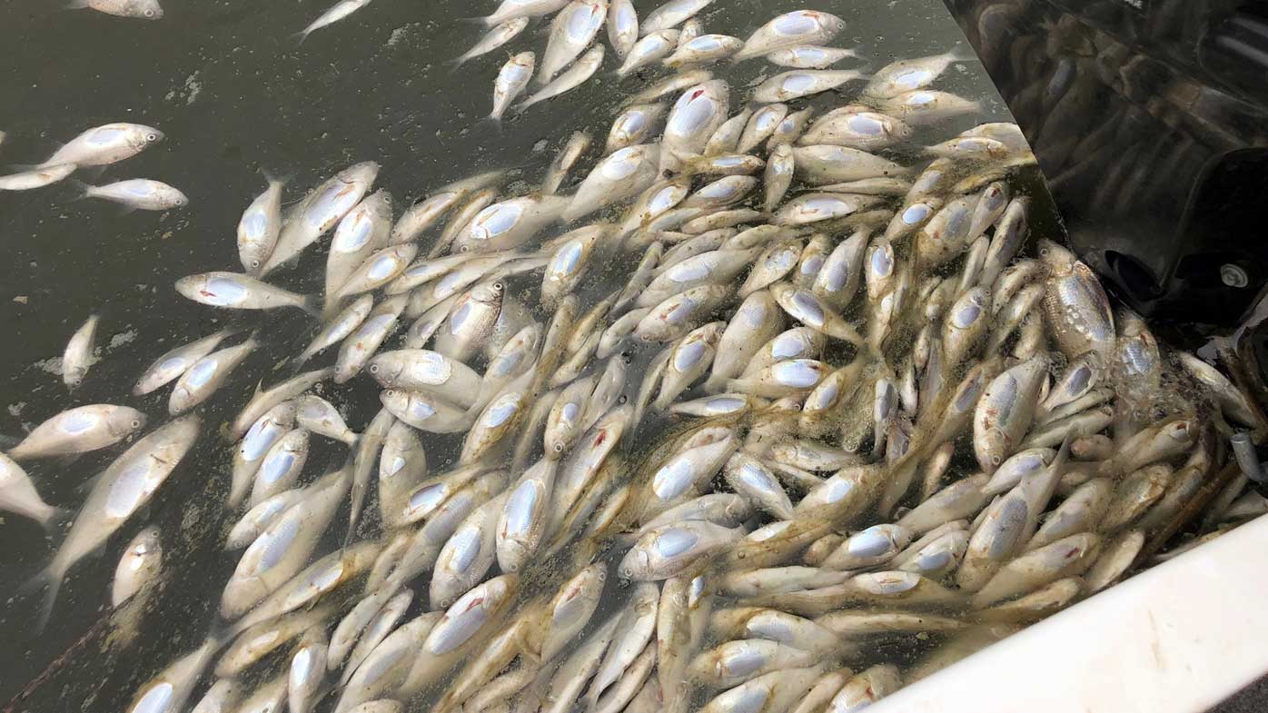 More mass fish deaths in NSW's far west