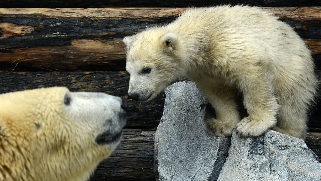 Polar bear cubs dying at dramatic rate 'due to warmer temperatures'