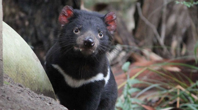 Tasmanian devil bludgeoned to death: necropsy - 9News