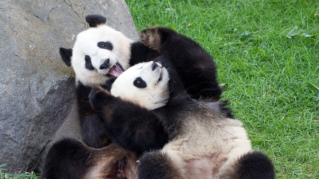 Adelaide pandas got 'so close' to mating - 9News