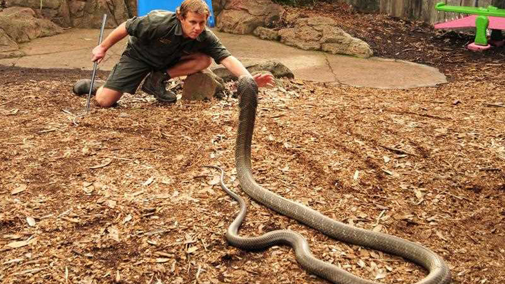 King Cobra Handler Retires After Kissing Snakes For 30 Years