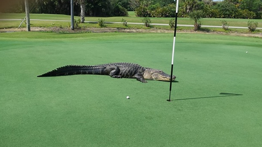 IN PICTURES: Enormous alligator invades US golf course