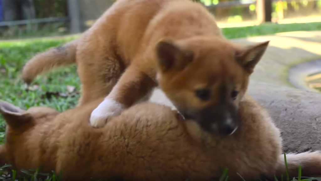 By Jingo Dingo Encounter - Australia Zoo