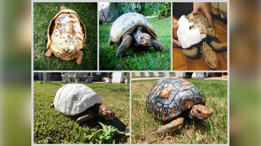 Tortoise Burned in Fire Gets Custom 3-D-Printed Shell - ABC News