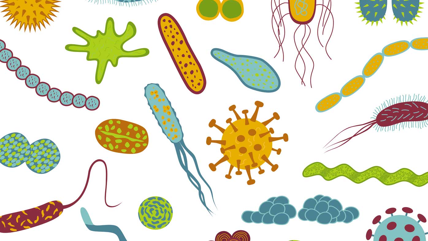 Why the microbes on your skin and in your body aren't the enemy - 9Coach