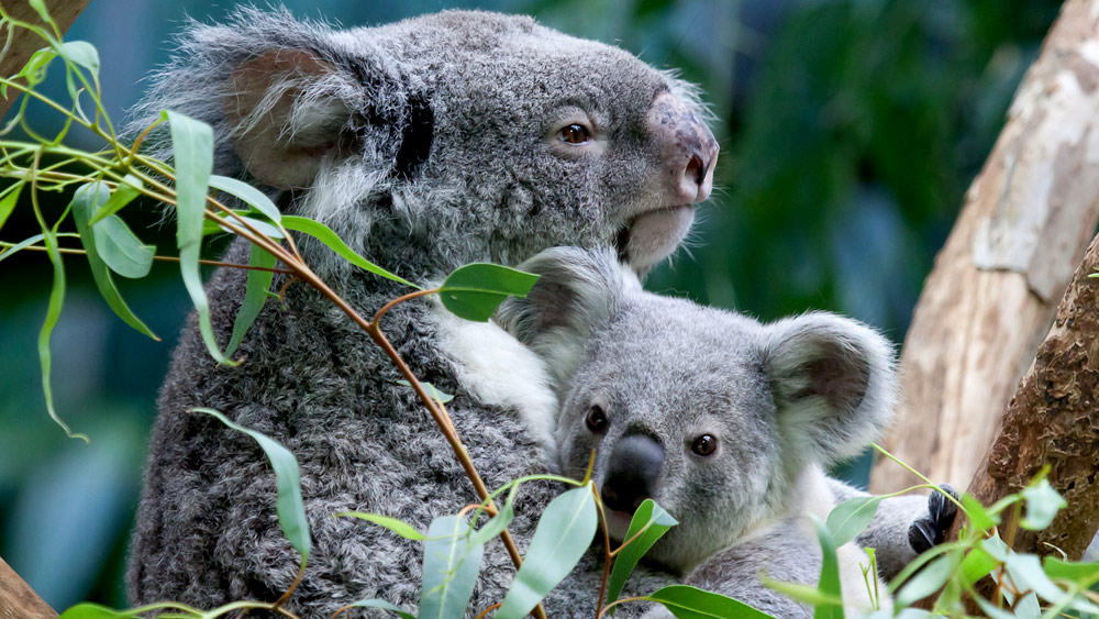 The unbearably gross fact about baby koalas that might ruin them for ...