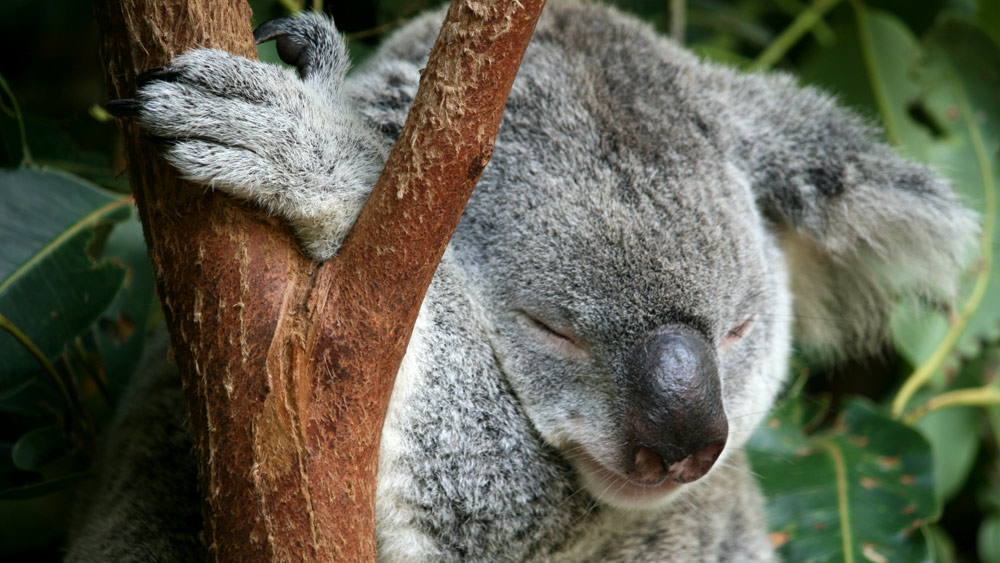 The unbearably gross fact about baby koalas that might ruin them for ...