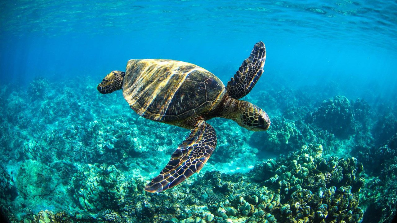 Maui turtle snorkel - nine.com.au