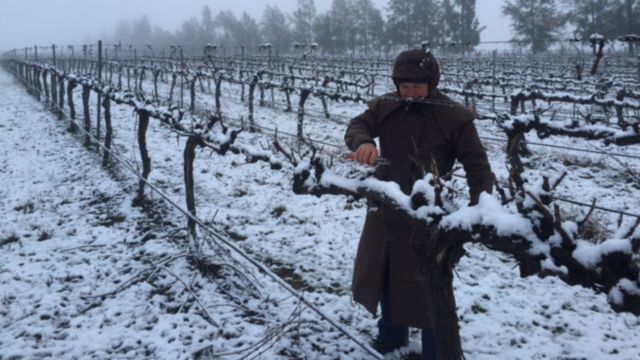 Heavy snow has fallen on parts of NSW and Queensland, shutting down highways and turning towns into winter wonderlands. This follows earlier falls from the Antarctic Blast that swept Australia’s southeast last weekend. The snow fell heavily on this old vineyard at Molong in NSW's Central West. Click through the gallery to see more examples of the recent wild weather. (Andrea Riviere)