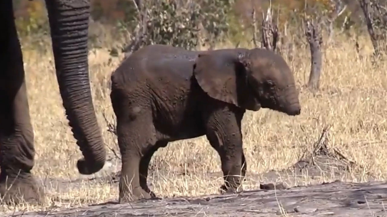 Fears for baby elephant missing its trunk - 9Pickle