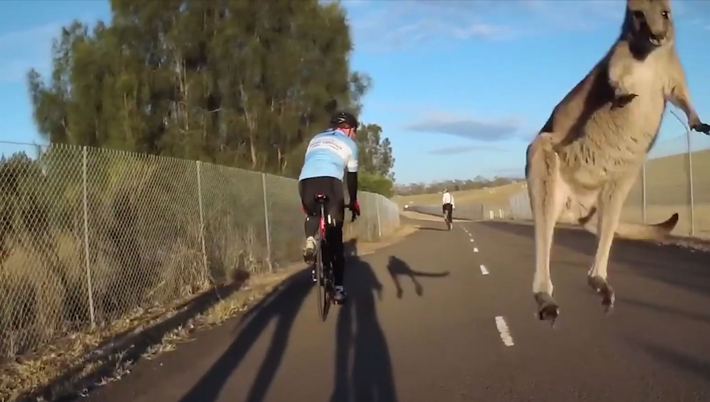 Cyclist taken out by kangaroo on suburban bike track - 9Pickle