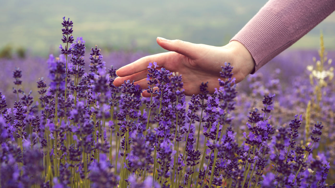 Lavender scent may be used to treat anxiety - 9Coach