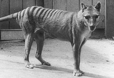 Thylacine in zoo (Getty)