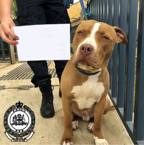 A Penrith man was this month charged with five separate incidents of cruelty which included whipping, dragging, kicking, punching, and throwing Hercules (pictured), a white and tan Staffordshire terrier, in his care.