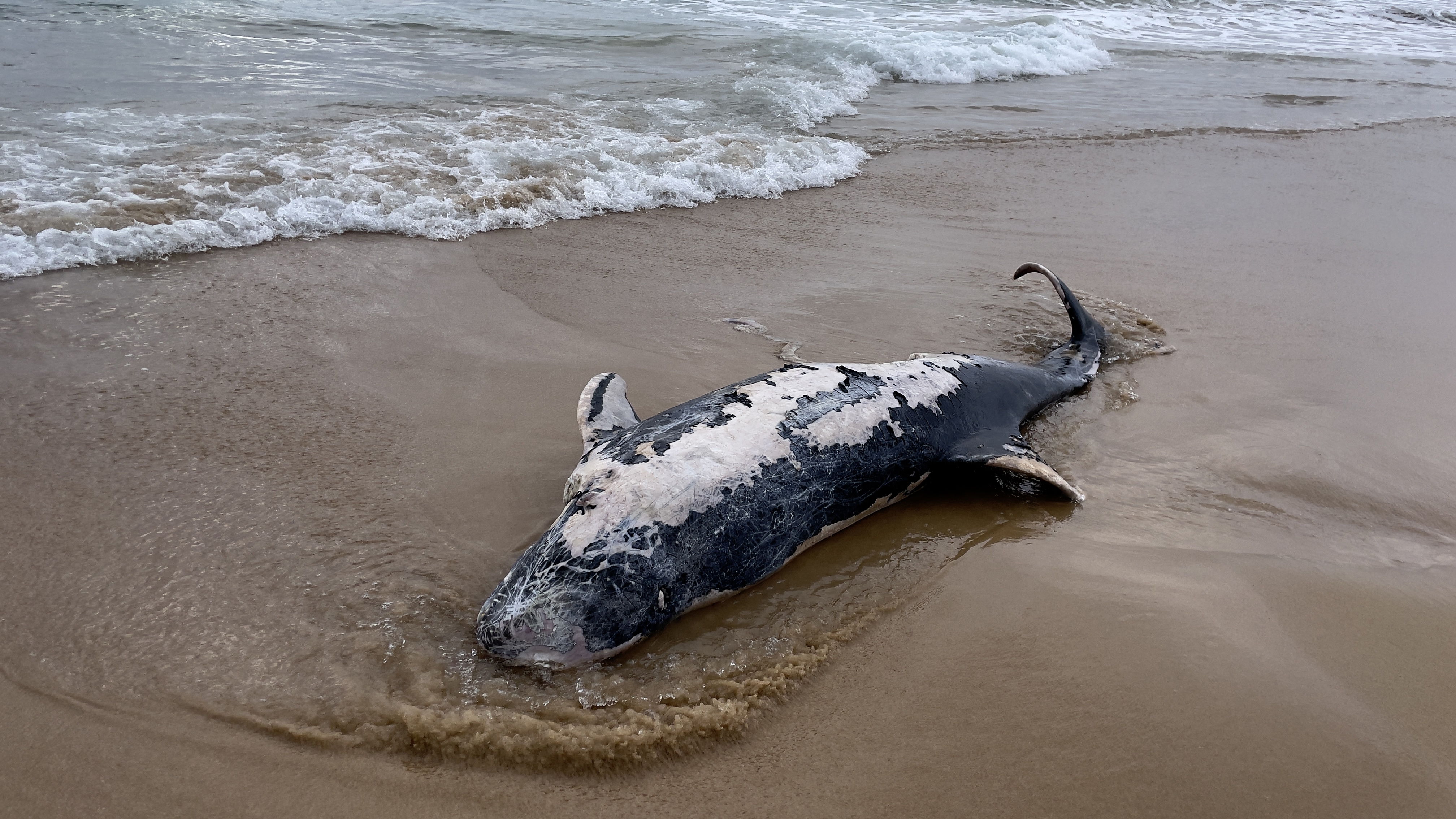 A dolphin carcass was found at a beach in Cronulla with a massive shark bite.