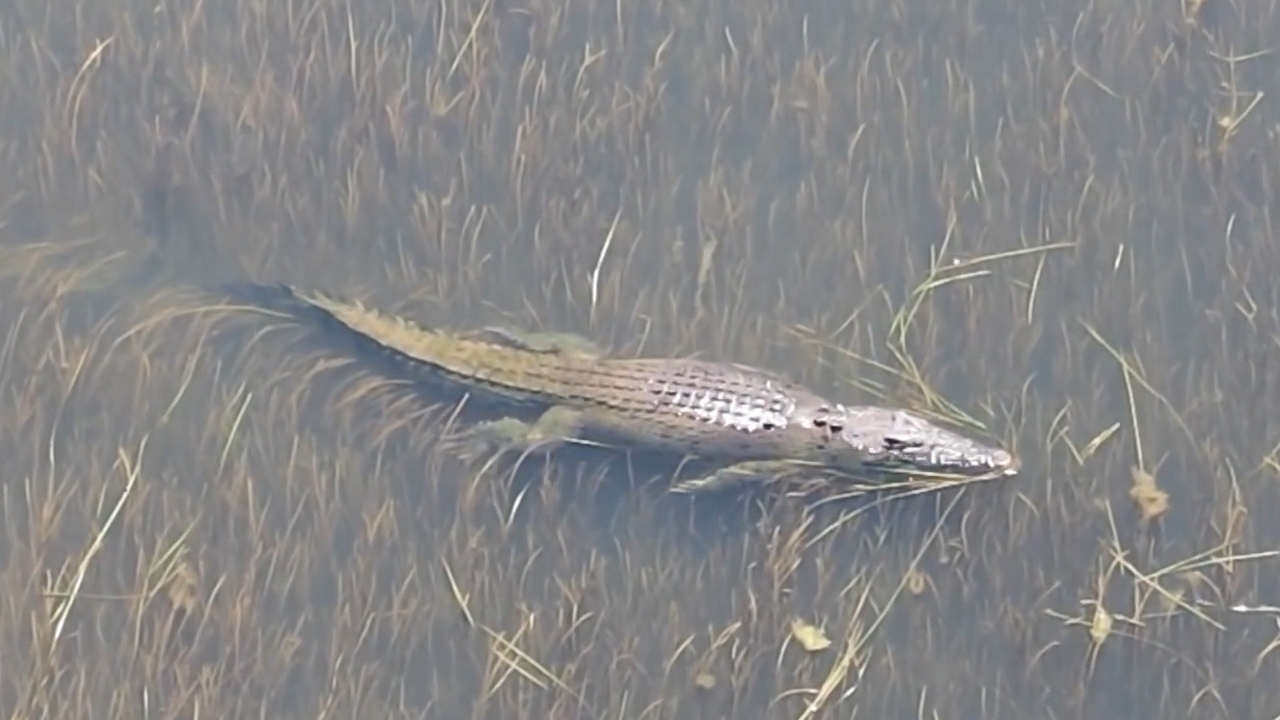 Animal Face Off Shark Vs Crocodile