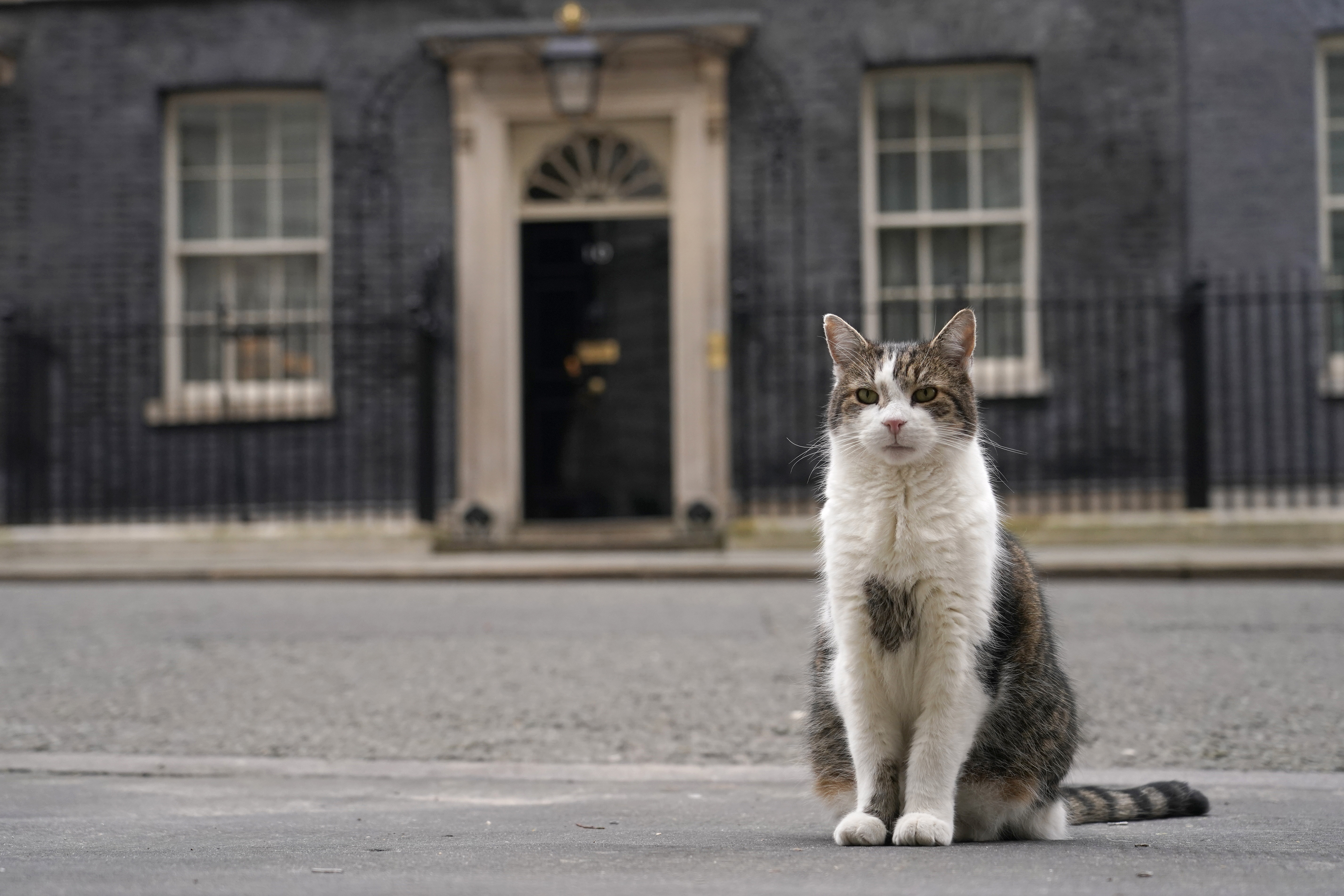 Larry the cat, Chief Mouser