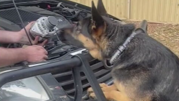 Nathan McKeown stolen German Sheperd Arnie Today Show November 11, 2025