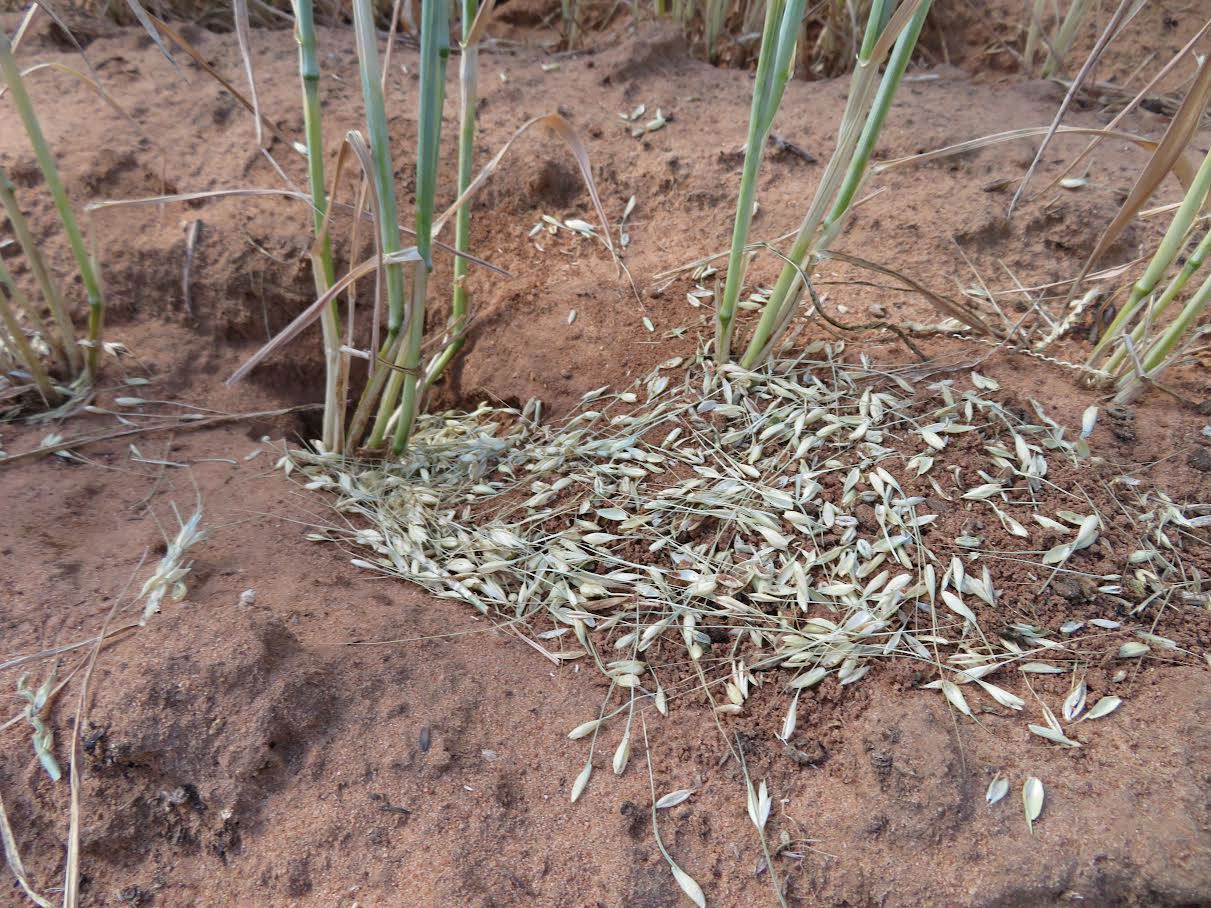 Fallen grain could be a sign of mice in fields. 