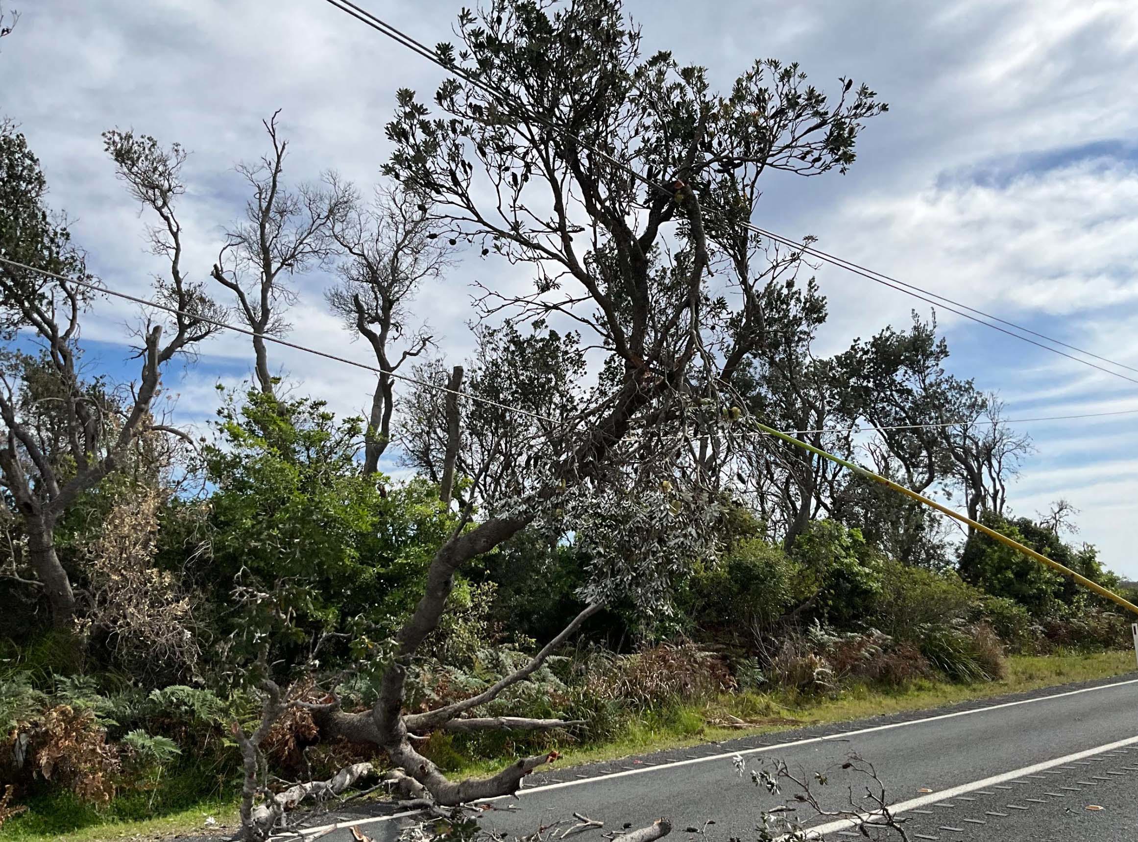 The State Emergency Service (SES) was kept busy overnight responding to 372 calls for help, largely due to felled trees and building damage.