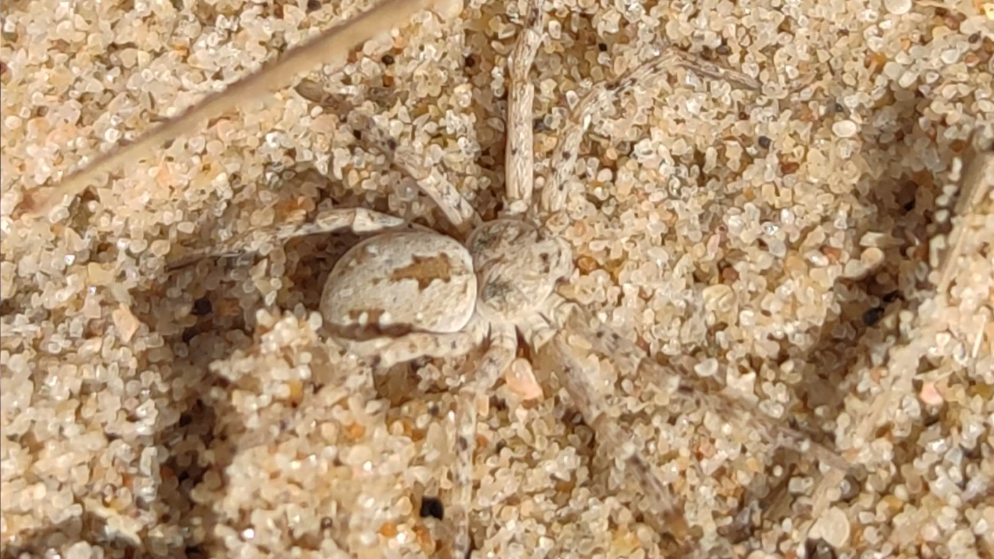 Eleanor Morrison found the tiny spider while conducting conservation work in north Norfolk. 