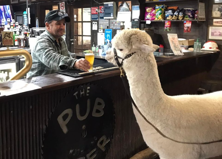 Hephner visiting a pub during a fundraising trail across NSW and Queensland