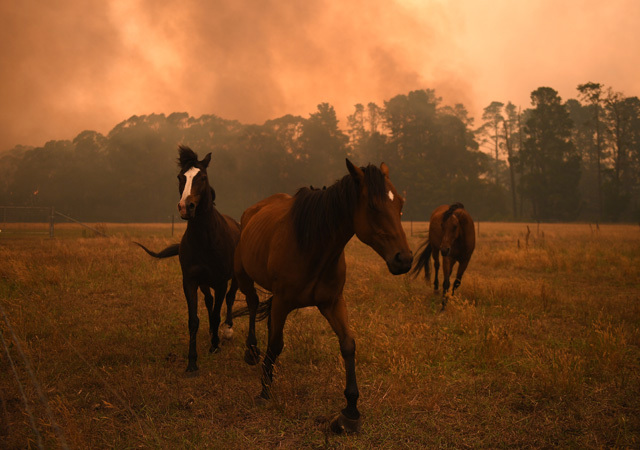 Horses are seen in a paddock as the Gospers Mountain Fire impacts a property at Bilpin