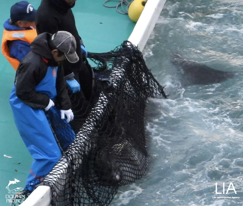 More active animals were then selected and hauled onto boats for live trade.