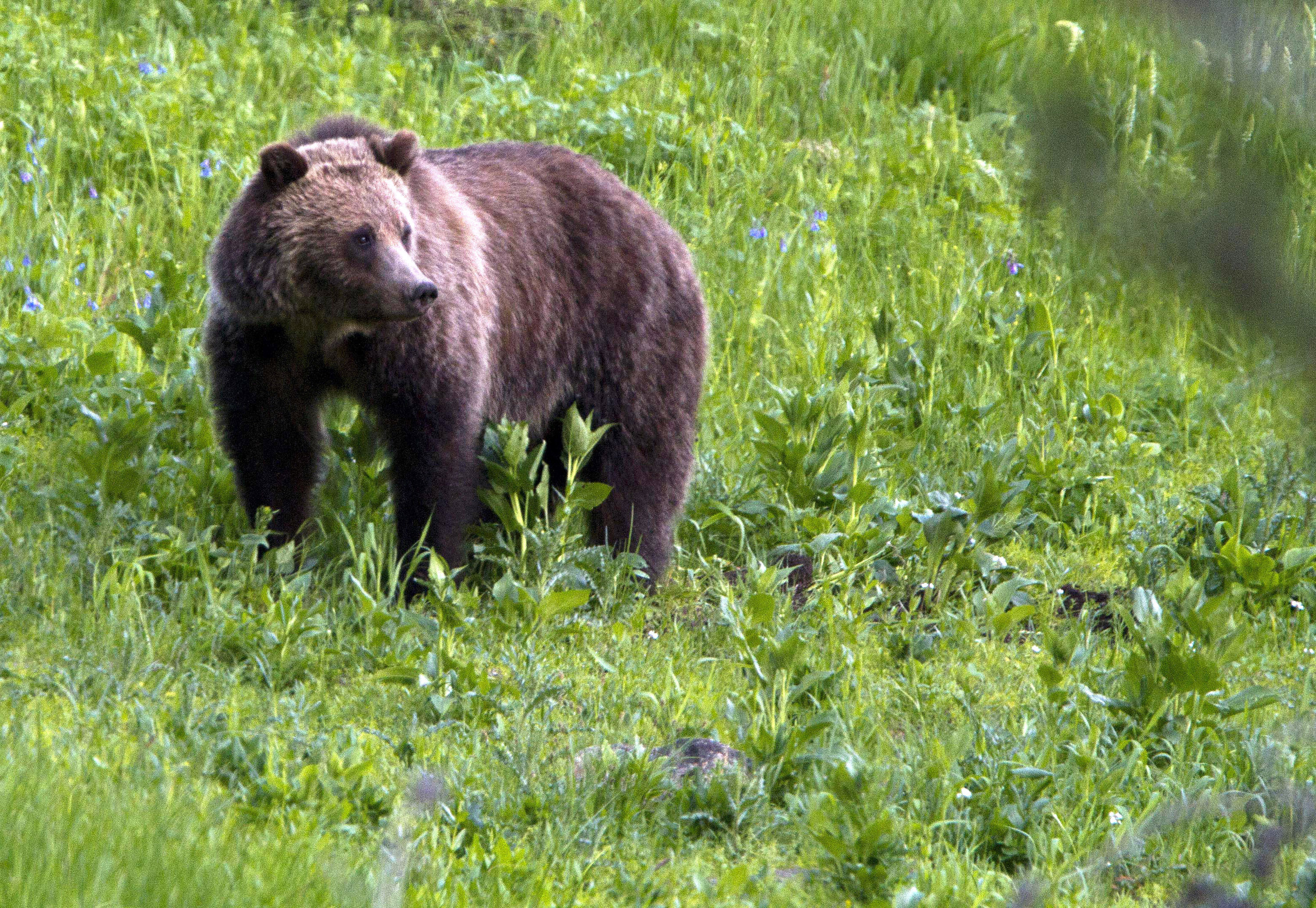 Mujer encontrada muerta después de un encuentro con un oso grizzly cerca del Parque Nacional de Yellowstone
