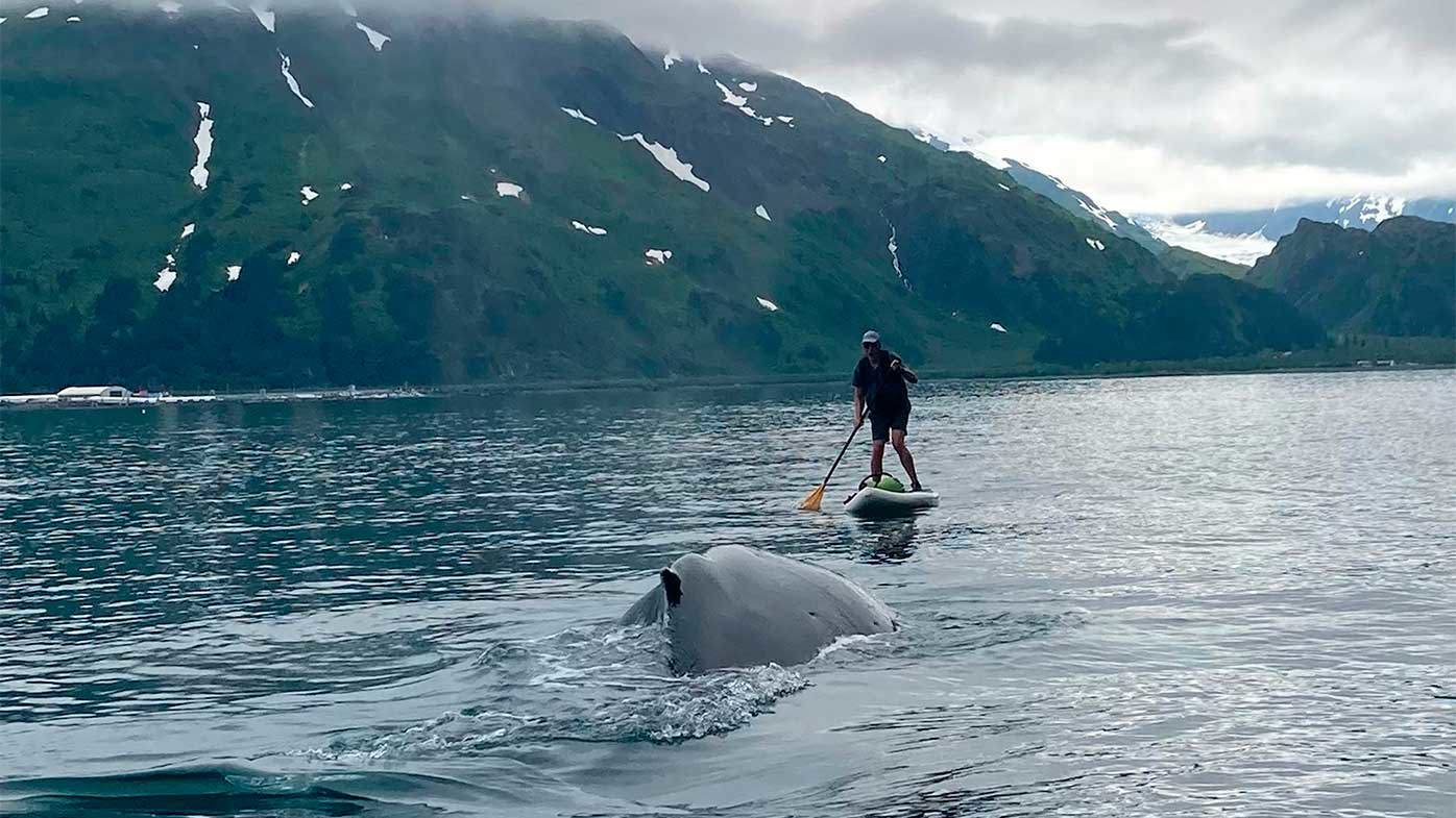 Kevin Williams sobrevivió al encuentro cercano con una ballena jorobada, sin siquiera mojarse durante unos tensos segundos captados por la cámara.