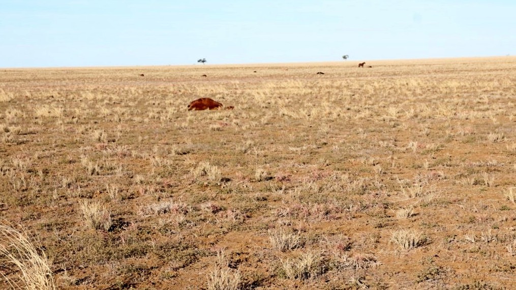 The deceased horses, including geldings; colts; pregnant mares, and mares with foals, were found dead on the 5,000-acre property north of Longreach Wednesday afternoon. 