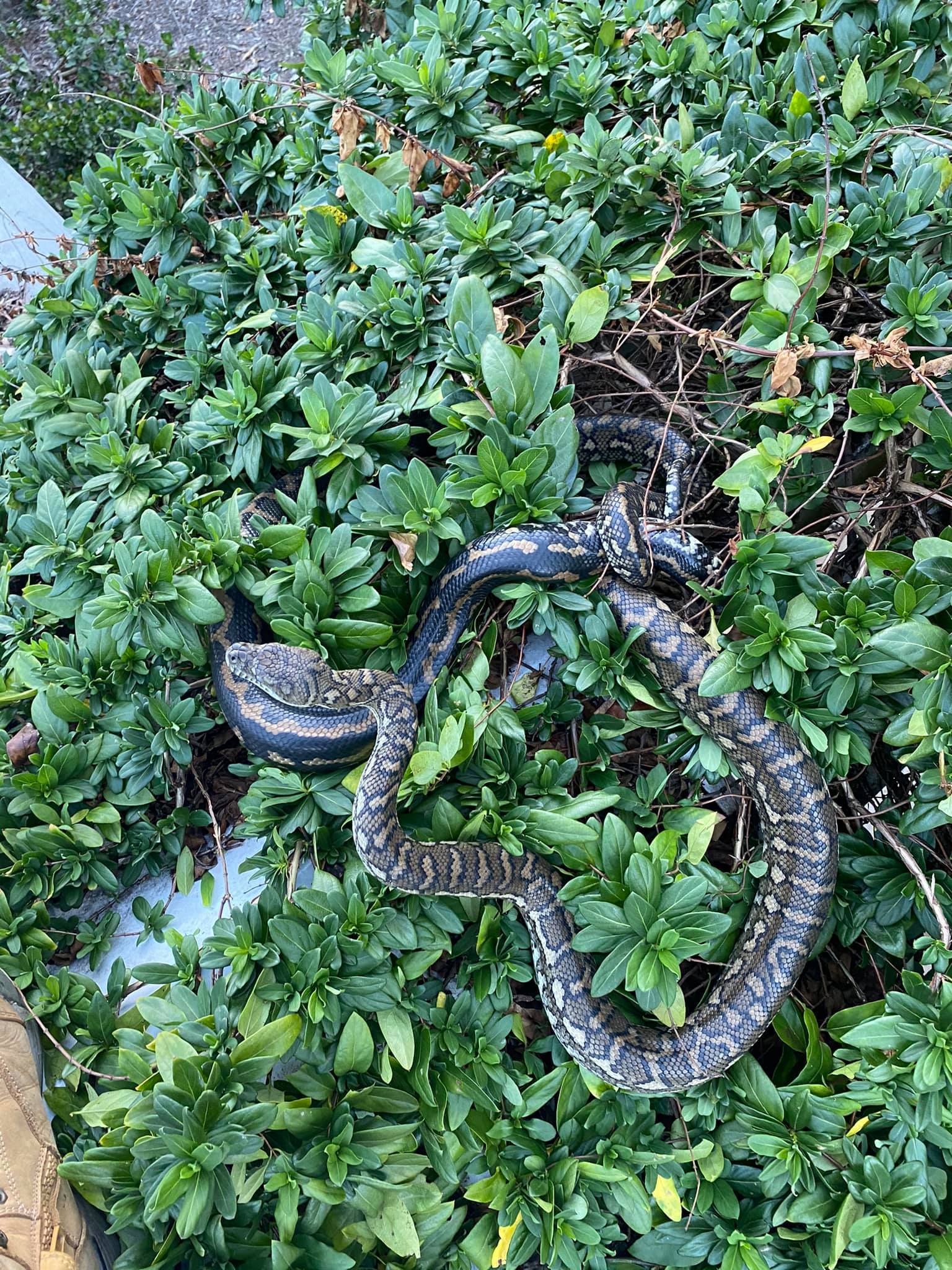 Spot The Snake Hiding In These Australian Suburban Home Areas