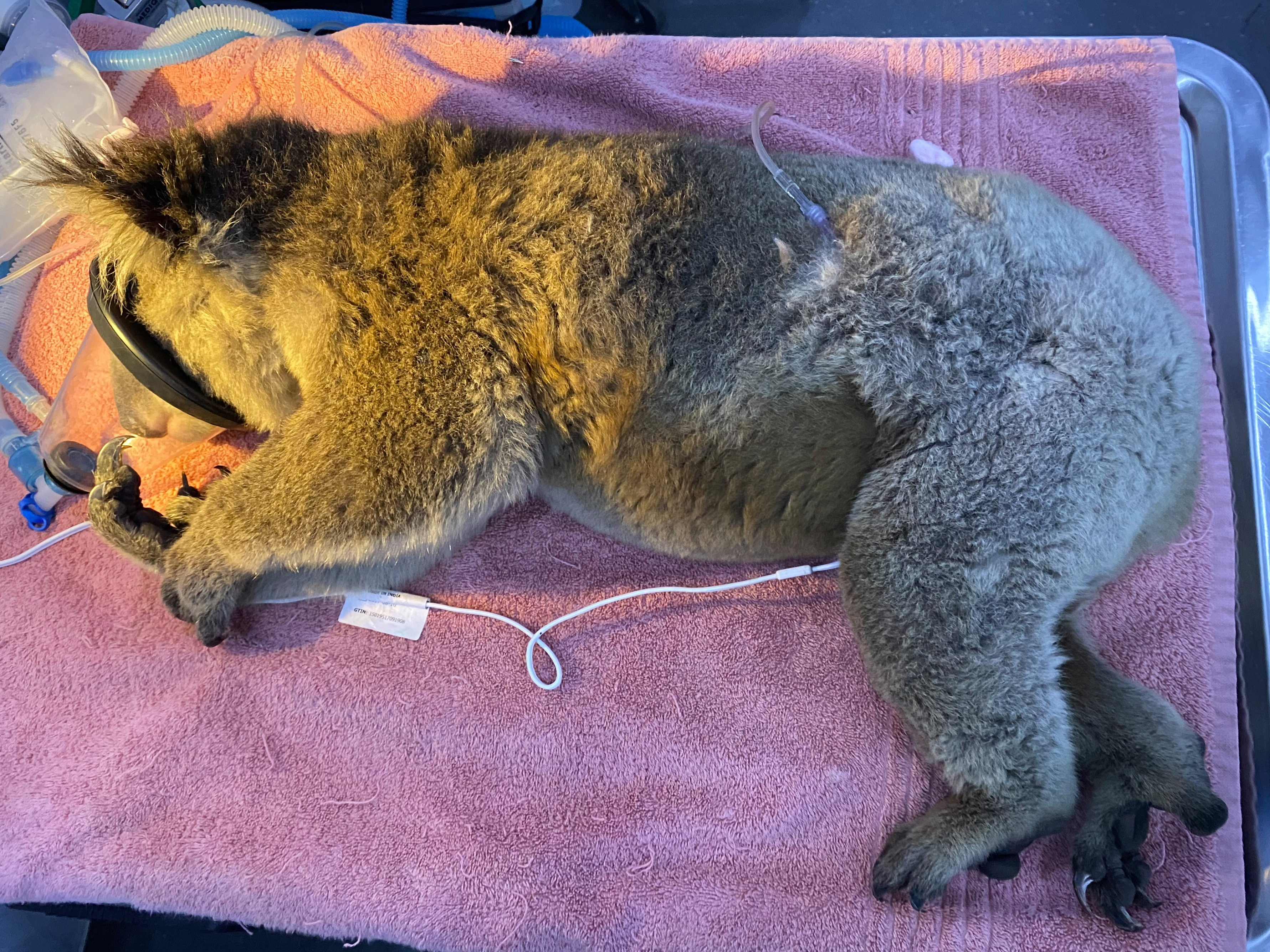 A koala being treated at Sydney's Taronga Zoo after the 2019-20 bushfires.
