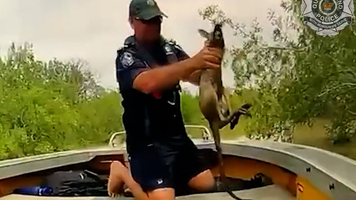 A kangaroo joey has been saved from crocodiles after being spotted trying to stay afloat in flood waters﻿.