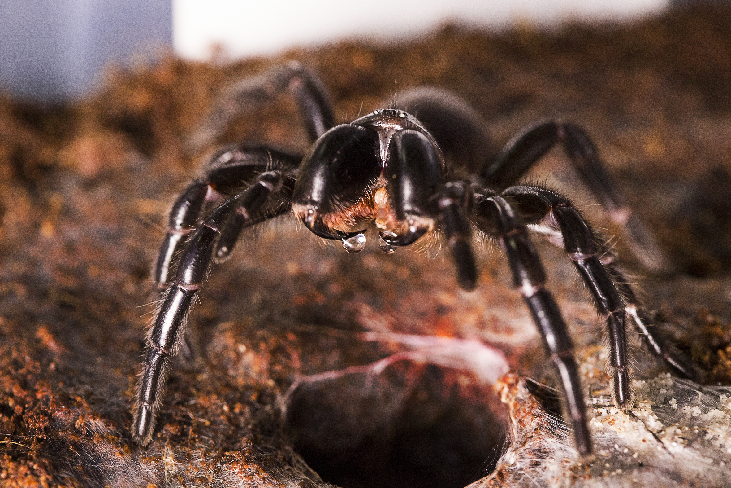 There are at least 40 species of funnel-web spiders in Australia, including the Darling Downs funnel-web (pictured).