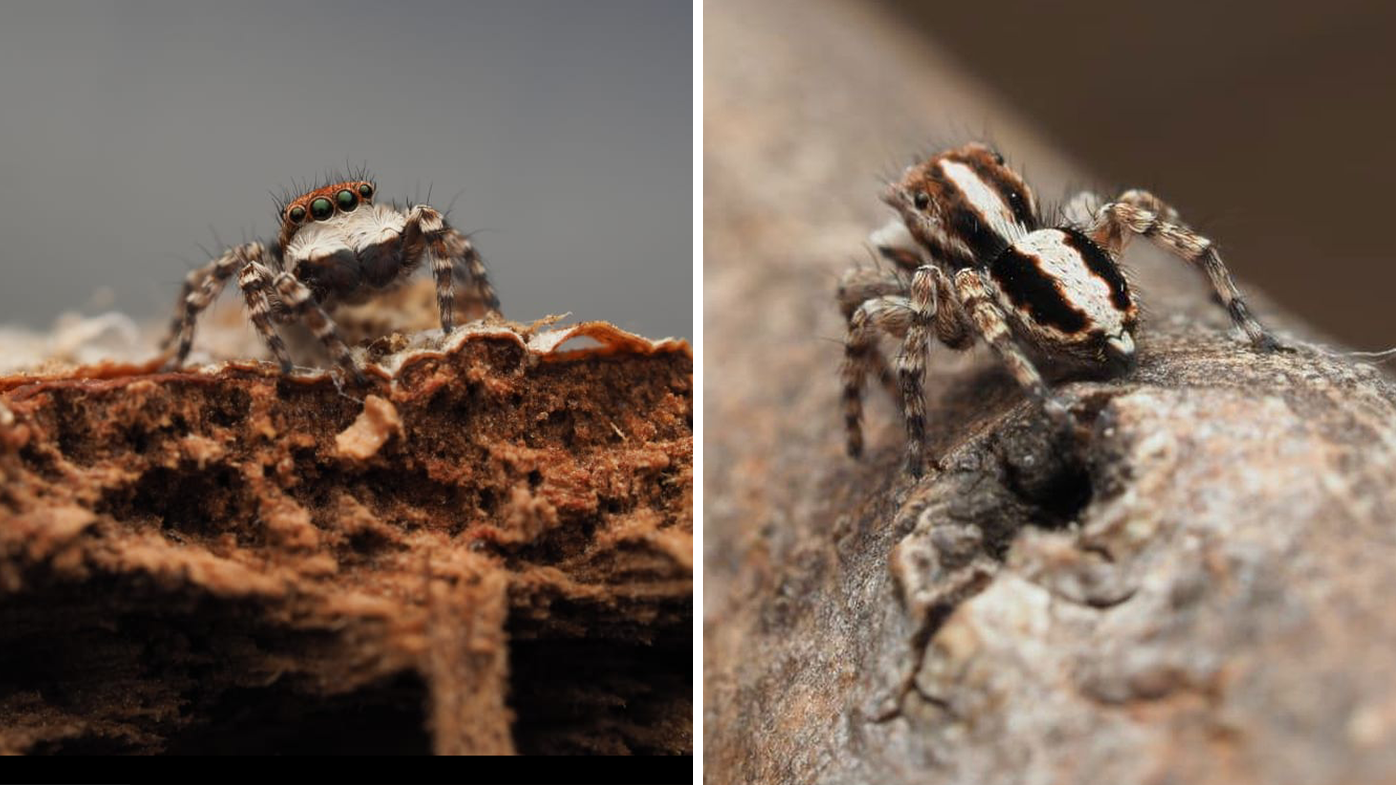New liquorish allsorts jumping spider is tiny, measuring only three-millimeters. 