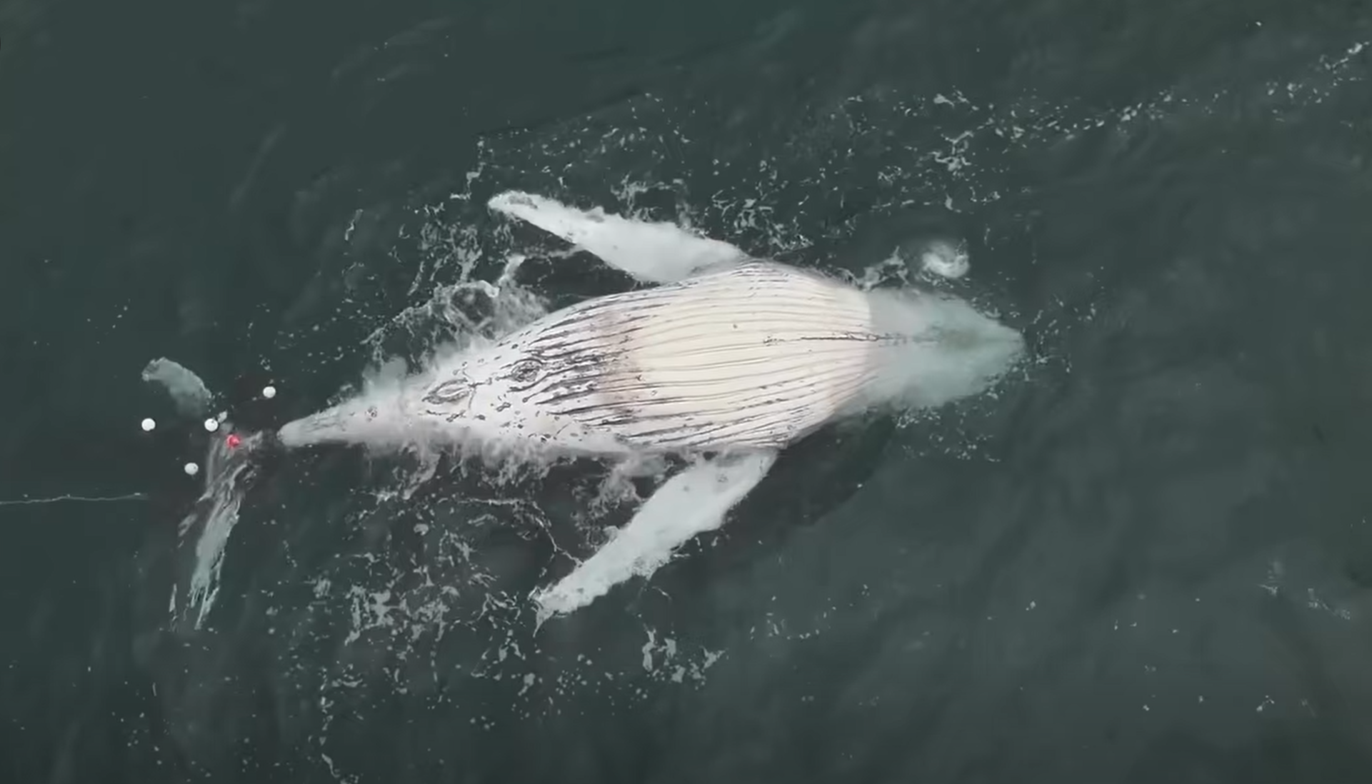 A﻿ young humpback whale has been found dead tangled in shark nets south of Sydney.