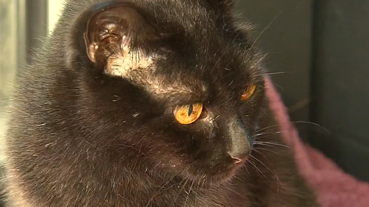 Almost 100-year-old cat Pippin is waiting for her forever home