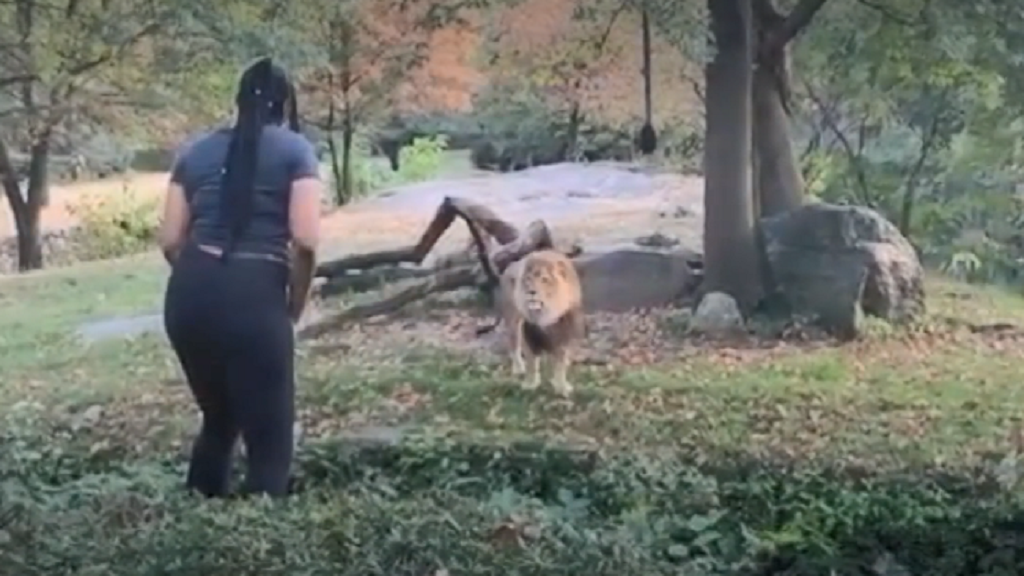 Woman climbs into zoo enclosure and taunts lion 9Honey