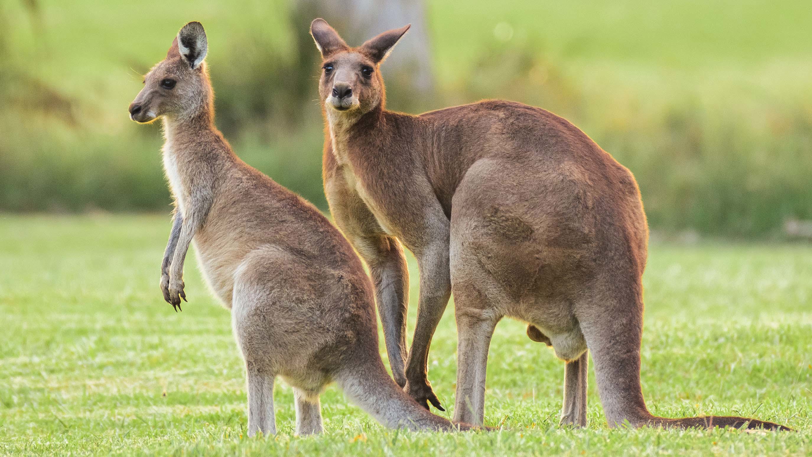 Kangaroo attacks are rare.﻿