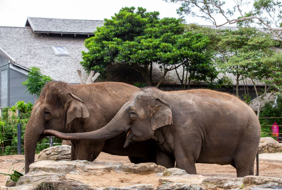 Female Asian elephants Tang Mo and Pak Boon will say goodbye to Taronga Zoo. 