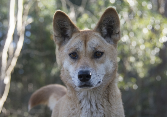 Sandy Malaki – the pure Desert Dingo that was part of the study – was discovered as a three-week old pup by a roadside in the central Australian desert near the Strzelecki Track, with her sister and brother.