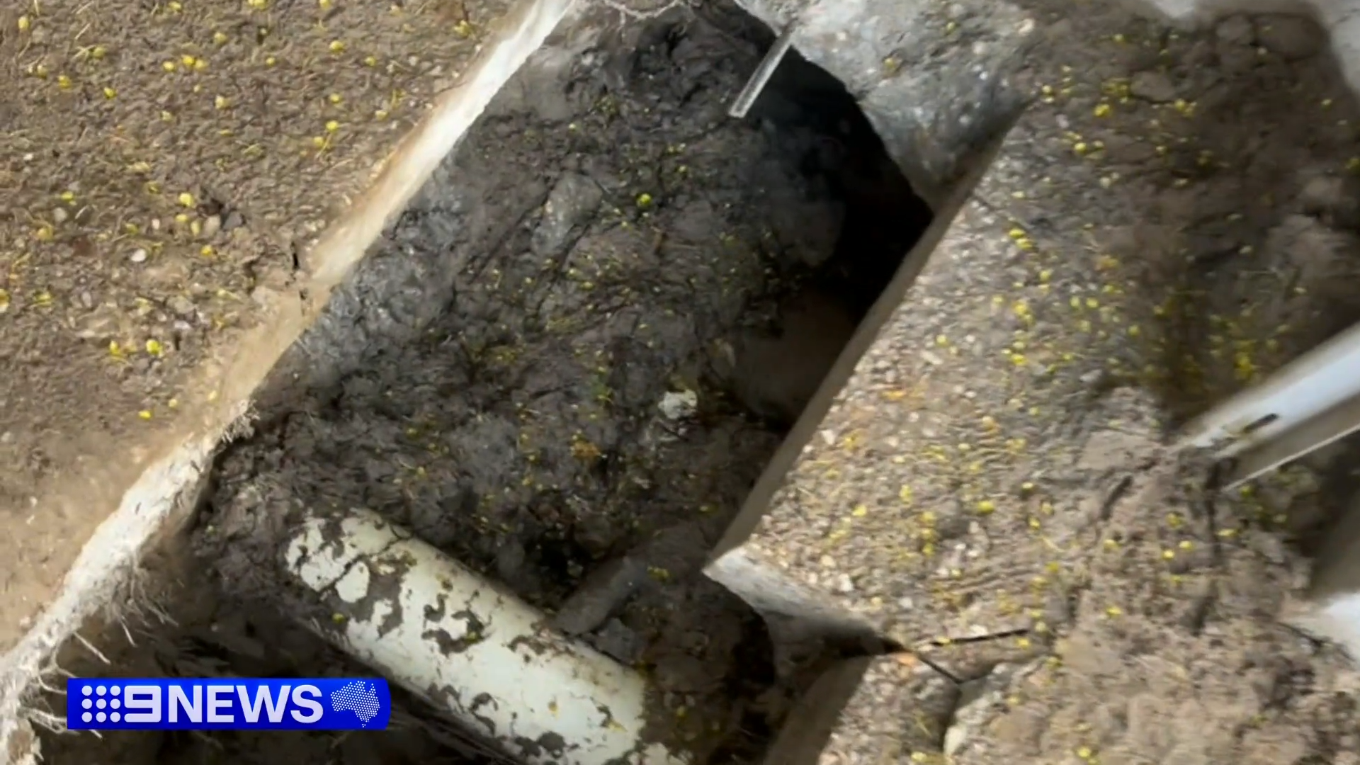 Gold Coast resident to fight $5000 water bill after tree busts pipe