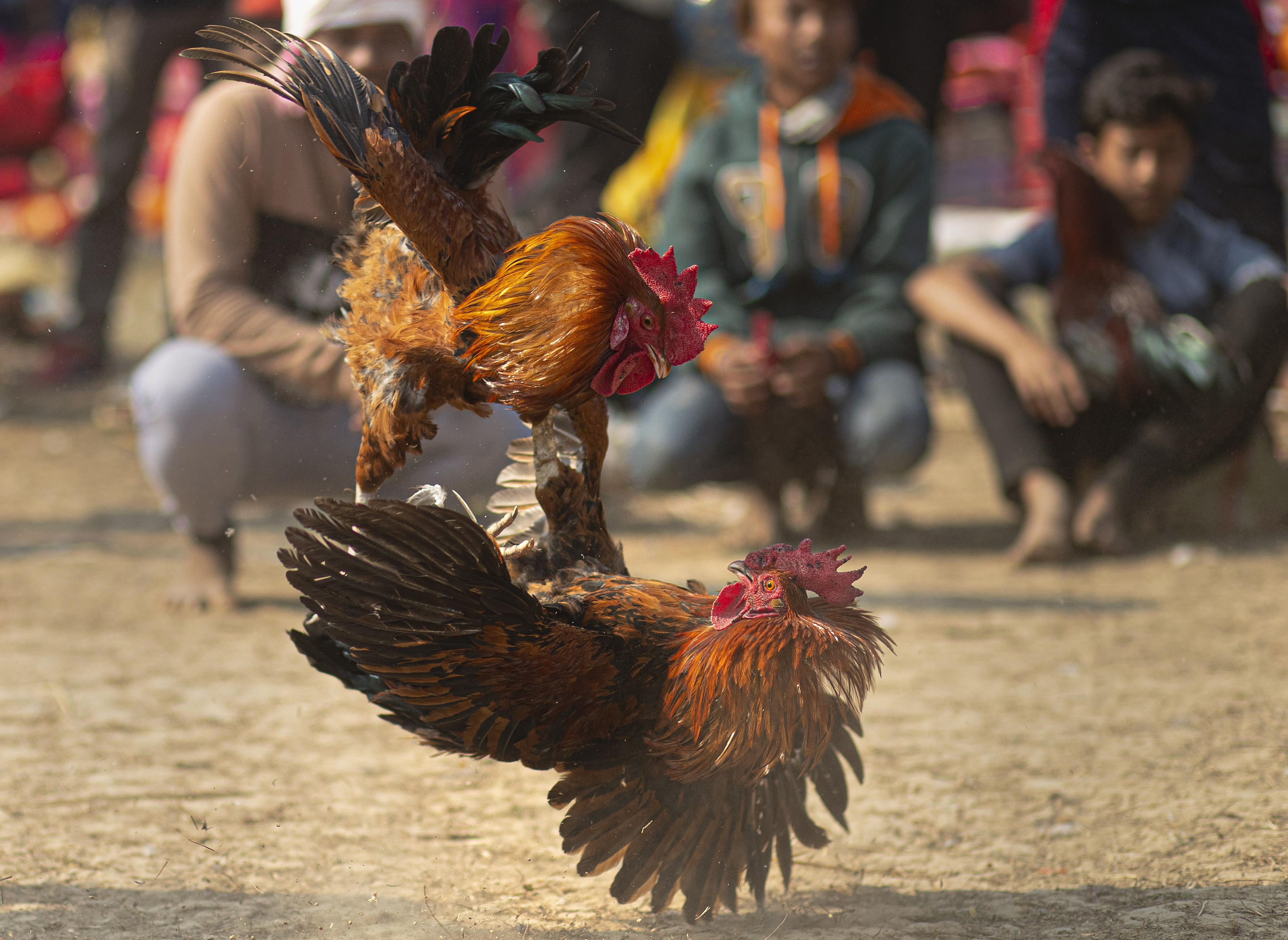 India Man Killed By Blade Wielding Rooster During Cockfight