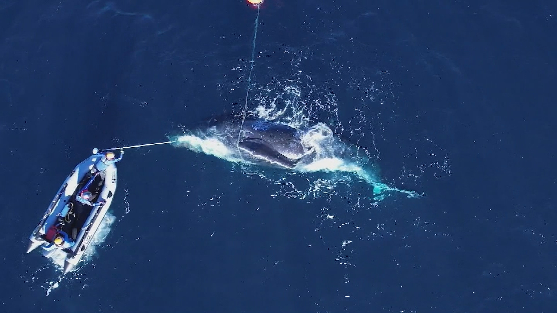 Whale Rescue