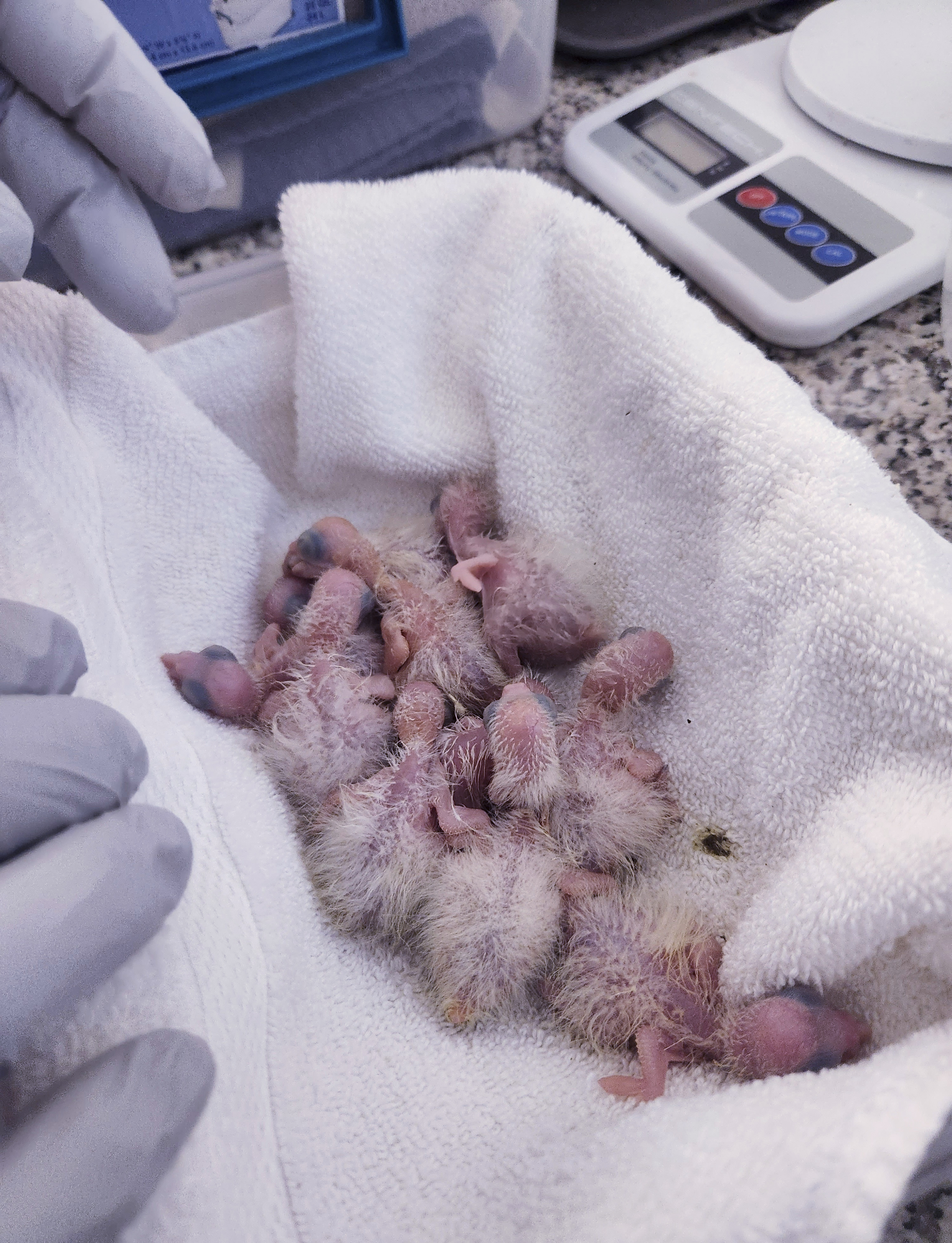 Huevos de loro en incubación descubiertos en el equipaje de un presunto contrabandista en EE. UU.