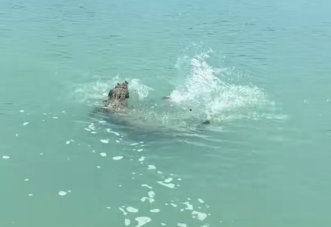 The croc went straight for the fish Isla was trying to reel in.