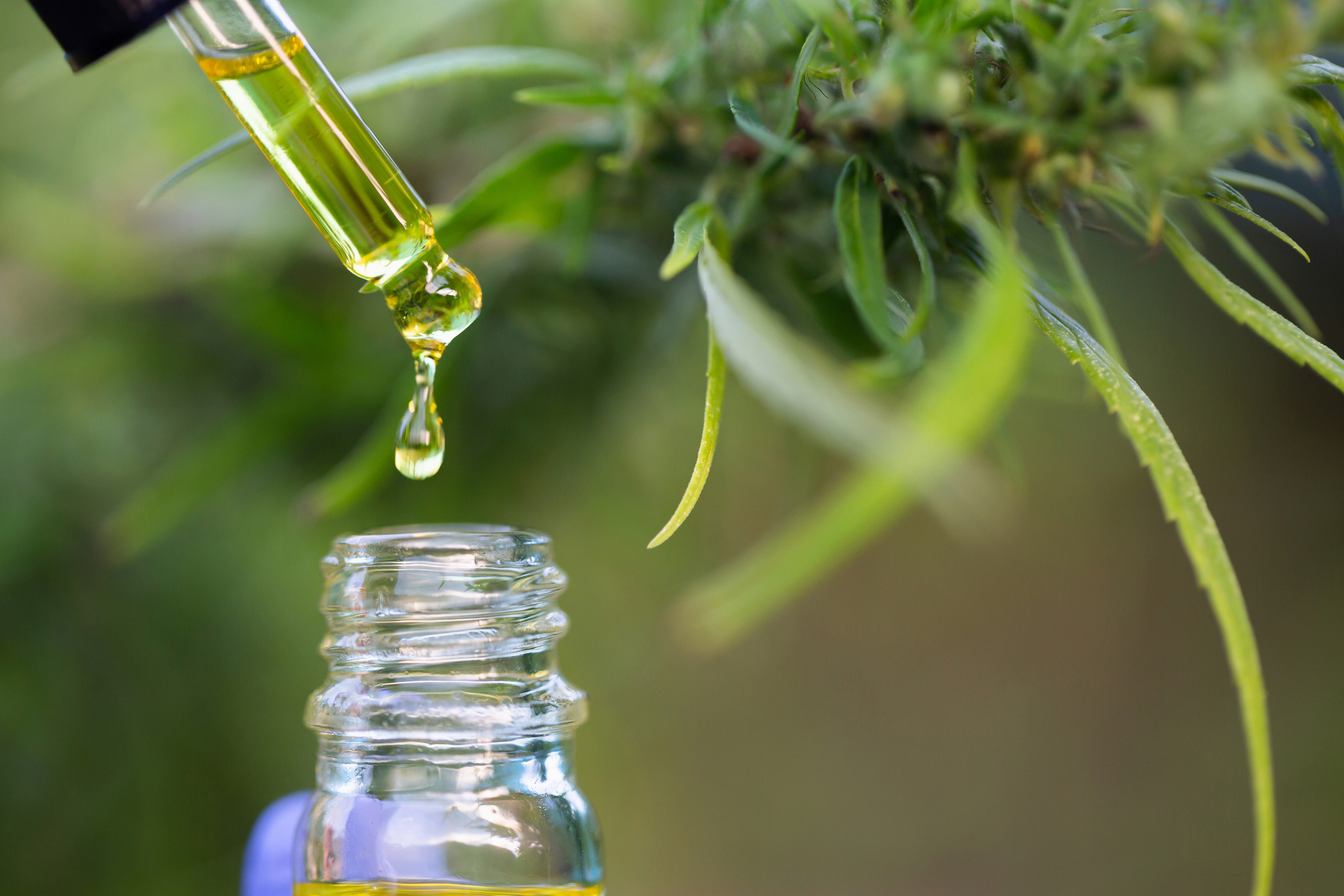 Aceite de cáñamo CBD, botella de mano de aceite de cannabis en pipeta