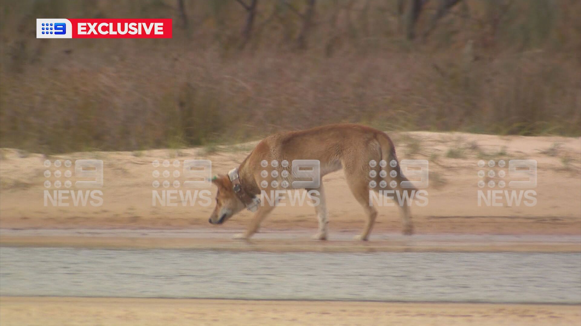 One of the dingoes was wearing a tracking collar.