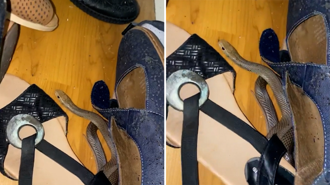 The eastern brown snake was 'shy' and slithered into the wardrobe once it had been spotted.
